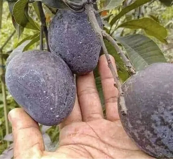Thai_Grafted_Black_kasturi_Mango_Fruit_Live_Plant_Hybrid,