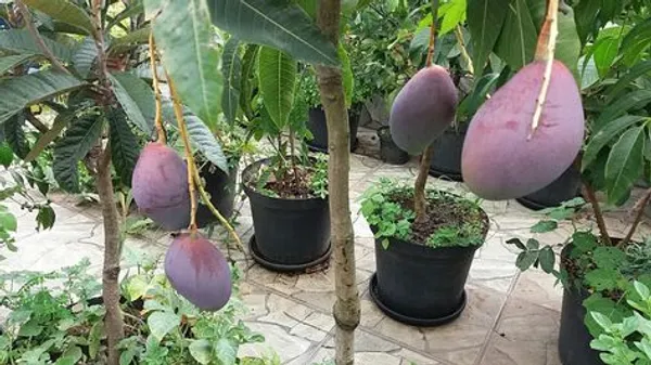 Thai_Grafted_Black_kasturi_Mango_Fruit_Live_Plant_Hybrid,