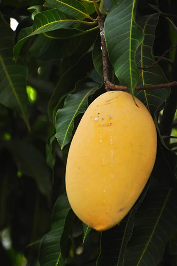 Alphonso_Hybrid_&_Healthy_Mango_Live_Fruit_Plant_Grafted,