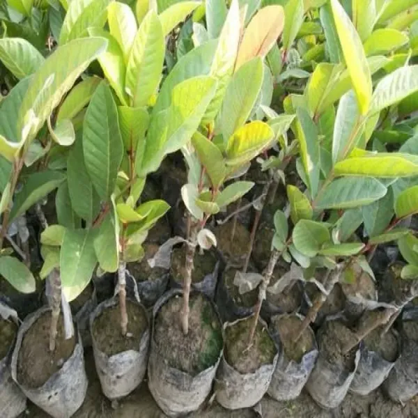 Thai_Guava_Hybrid_Plant_All_Time_Grafted