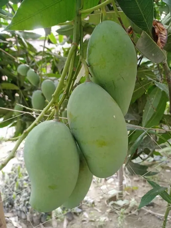 All_Time_(Grafted)_Mango_Live_Fruit_Plant_&_Tree_(1.5-3.5_Ft_Hight)_For_Sweet_Home_Gardening_12_Month_Hybrid_Mango_Well_Watered_Plant_(Pack_Of_1)