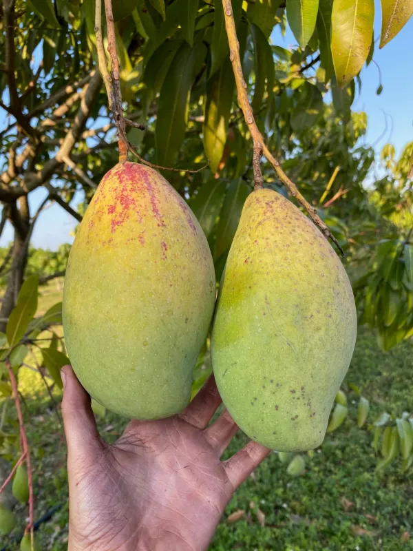 Totapuri_All_Time_Grafted_Mango_Fruit_Plant