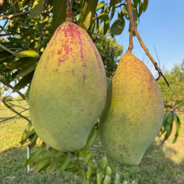 Totapuri_All_Time_Grafted_Mango_Fruit_Plant