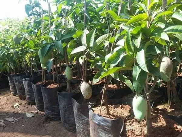 Totapuri_All_Time_Grafted_Mango_Fruit_Plant