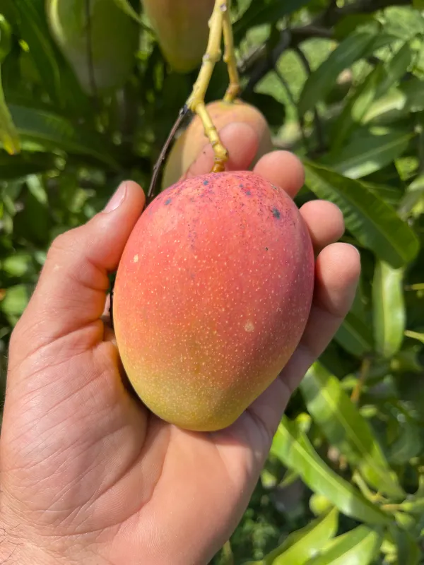 All_Time_Manilita_(Grafted)_Mango_Live_Fruit_Plant_&_Tree_For_Home_Gardening_(Hybrid,_Pack_Of_1)