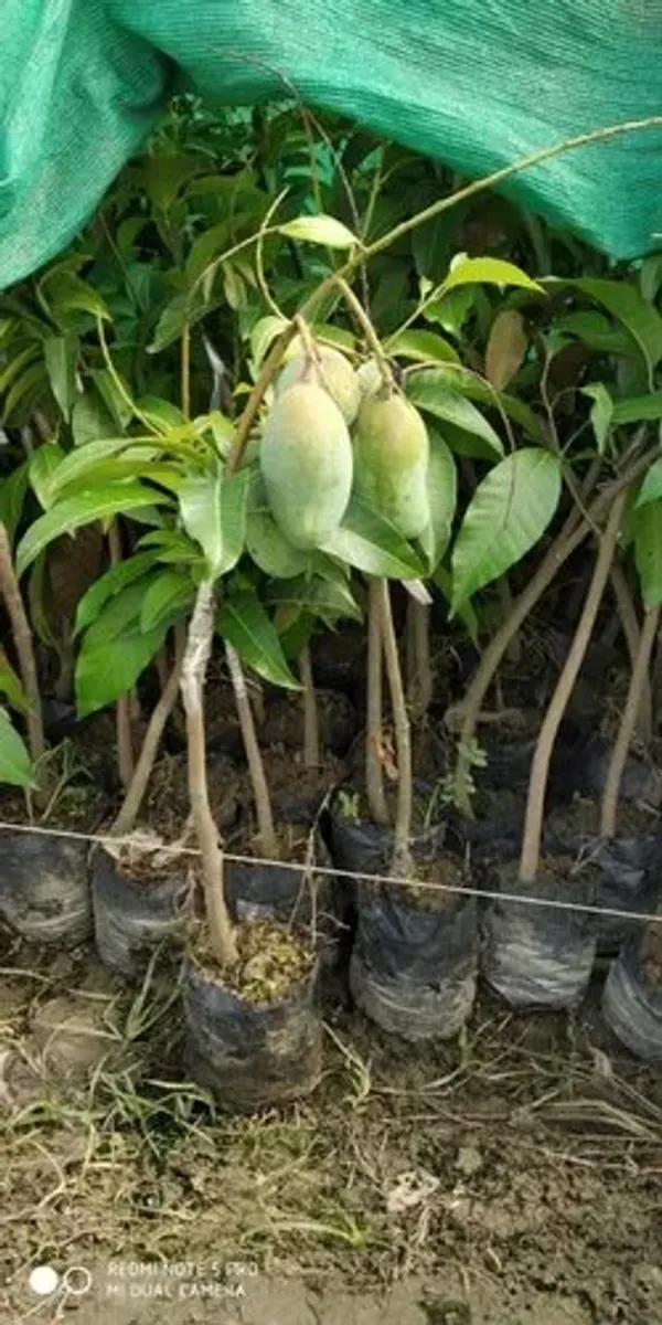 All_Time_Manilita_(Grafted)_Mango_Live_Fruit_Plant_&_Tree_For_Home_Gardening_(Hybrid,_Pack_Of_1)