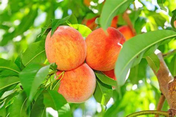 Peach_Hybrid_Live_Fruit_Plant_&_Tree_(1.5-3.5_Ft_Hight)_For_Home_Gardening_(Pack_Of_1)
