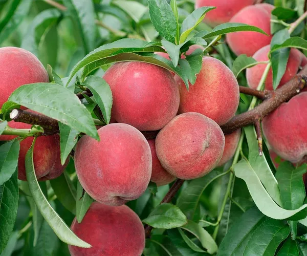 Red_Haven_Peach_Grafted_Plant_&_Tree
