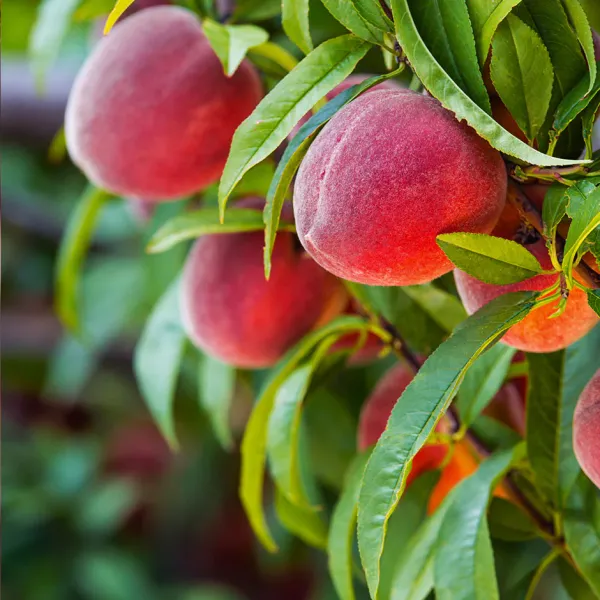 Red_Haven_Peach_Grafted_Plant_&_Tree