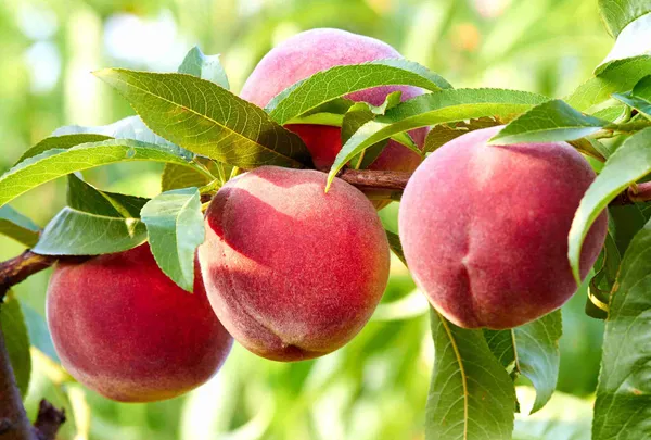Red_Haven_Peach_Grafted_Plant_&_Tree