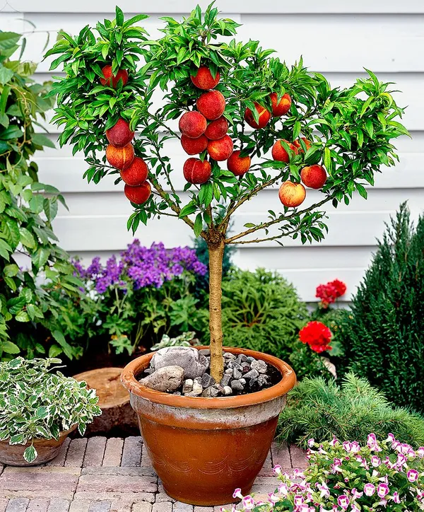 Red_Haven_Peach_Grafted_Plant_&_Tree