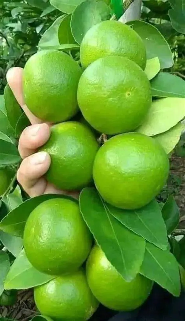 Verakata_Grafted_Hybrid_Malta_Mousambi/Malta/Malta_Orange_Sweet_Fruit_Plant
