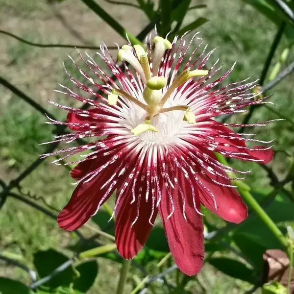 Red_Passion_Flower/Krishna_Kamal_Flower_Plant