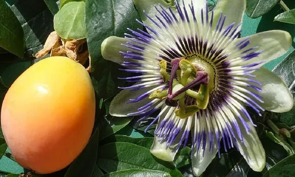 Yellow_Passion_Fruit_Healthy_Benefits_Hybrid_Live_Plant