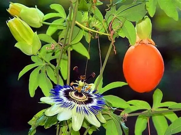 Yellow_Passion_Fruit_Healthy_Benefits_Hybrid_Live_Plant