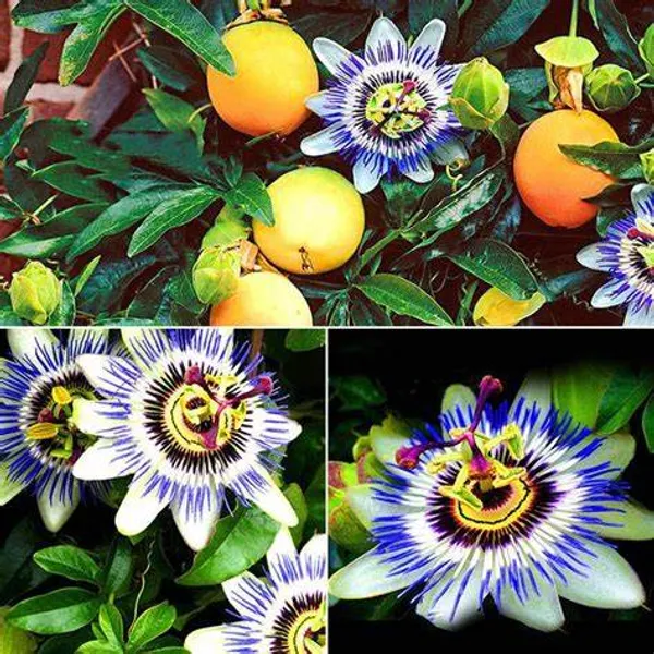 Yellow_Passion_Fruit_Healthy_Benefits_Hybrid_Live_Plant