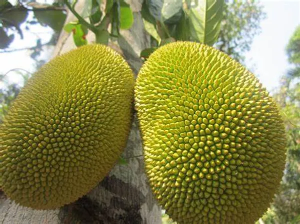 Thai_All_time_Jackfruit_(Grafted)_Live_Fruit_Plant_&_Tree_For_Sweet_Home_Garden_(1.5-3.5_Ft_Hight)_12_Month/All_Time_Hybrid_Jackfruit_Plant_(Pack_Of_1)