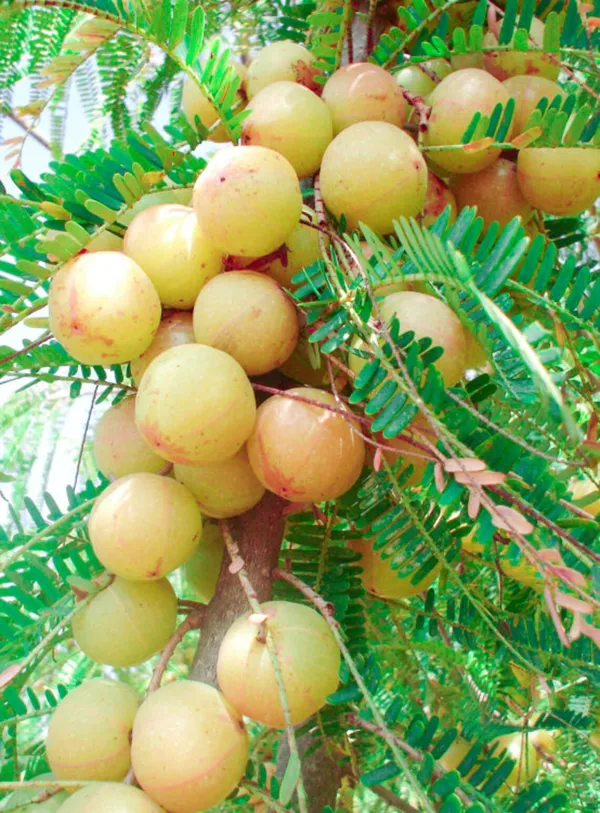 Red_Amla_Fruit_Plant_Grafted