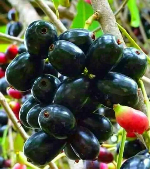 Thai_Hybrid_Black_Jamun/Jam_/Jamboo_Live_Fruit_Plant_Grafted,