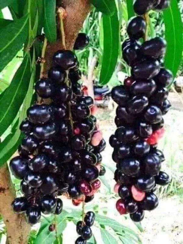 Thai_Hybrid_Black_Jamun/Jam_/Jamboo_Live_Fruit_Plant_Grafted,