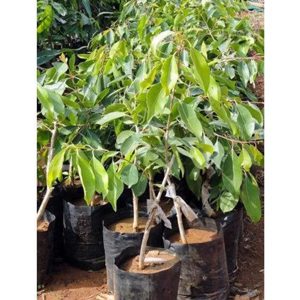 Thai_Hybrid_Black_Jamun/Jam_/Jamboo_Live_Fruit_Plant_Grafted,