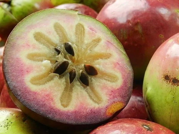 Pink_Skin_Live_Milk_Fruit_Plant