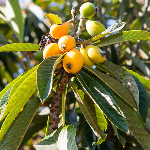 Loquat_Live_Fruit_Plant