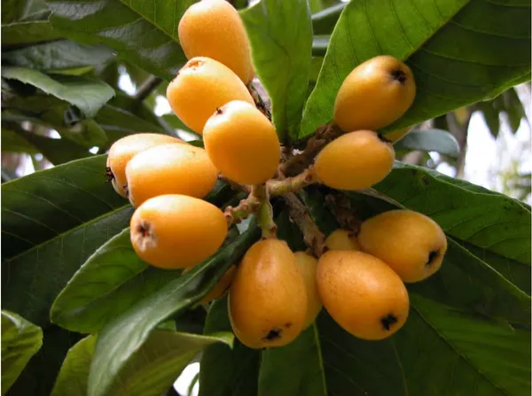 Loquat_Live_Fruit_Plant