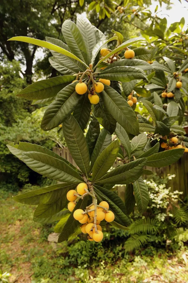 Loquat_Live_Fruit_Plant