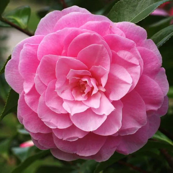 Camellia_Grafted_Pink_Flower_Live_Plant