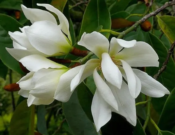 White_Champa_Grafted_Live_Plant_2_Years_Old_Plant_Ready_To_Bloom