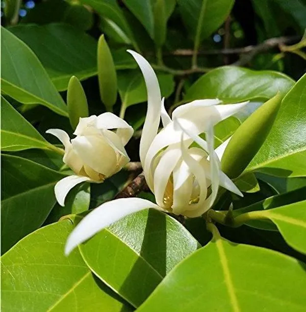 White_Champa_Grafted_Live_Plant_2_Years_Old_Plant_Ready_To_Bloom