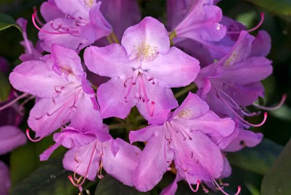 Azalea_(Violet)_Flowering__Flower_Plant_&_Tree_For_Shrub/Home_Garden_Decor_(1.5-3.5_Ft_Height)_Pack_Of_1