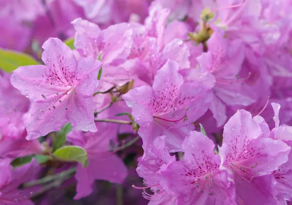 Azalea_(Violet)_Flowering__Flower_Plant_&_Tree_For_Shrub/Home_Garden_Decor_(1.5-3.5_Ft_Height)_Pack_Of_1