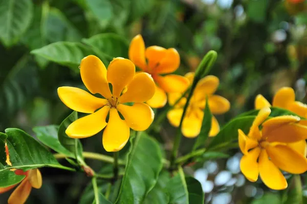 Goldren_Yellow_Ghandaraj_Flower_Highly_Fragrant_Plant_&_Tree