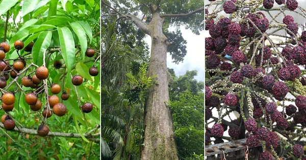 Indian_Hybrid_Rudrakhas_Plant