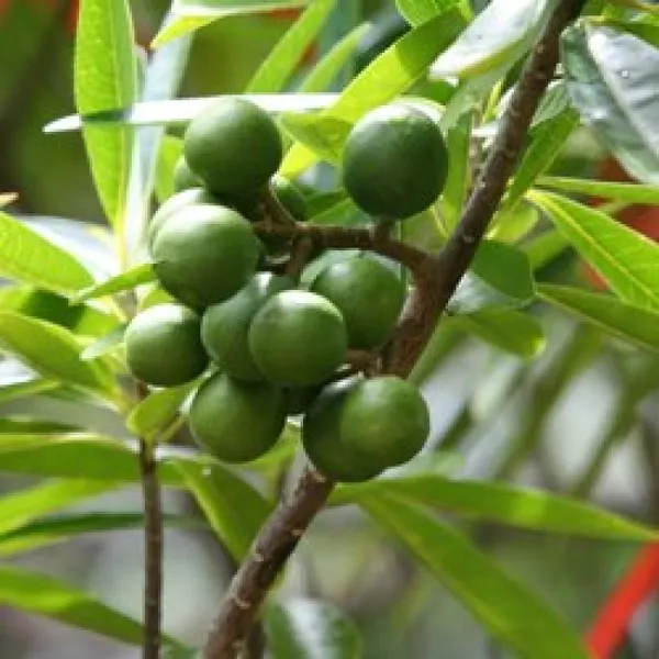 Indian_Hybrid_Rudrakhas_Plant