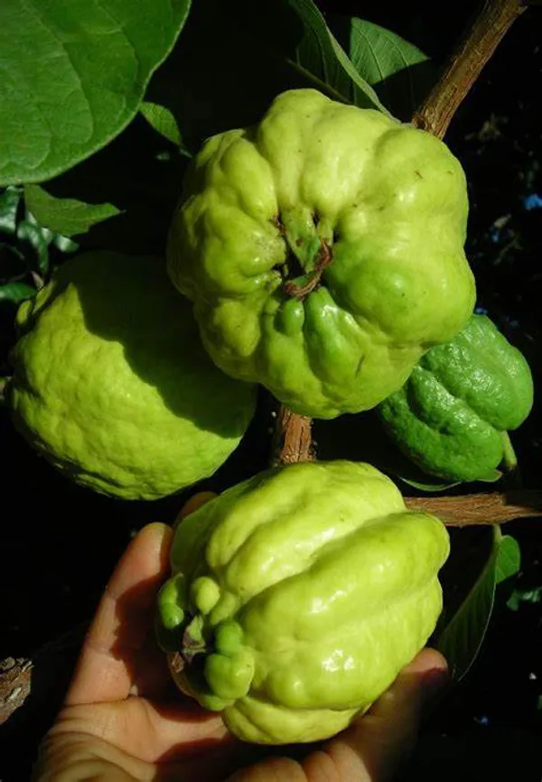 Seedless_Grafted_Madhuri_Guava_Hybrid_Plant