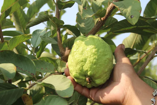 Seedless_Grafted_Madhuri_Guava_Hybrid_Plant