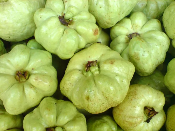 Seedless_Grafted_Madhuri_Guava_Hybrid_Plant