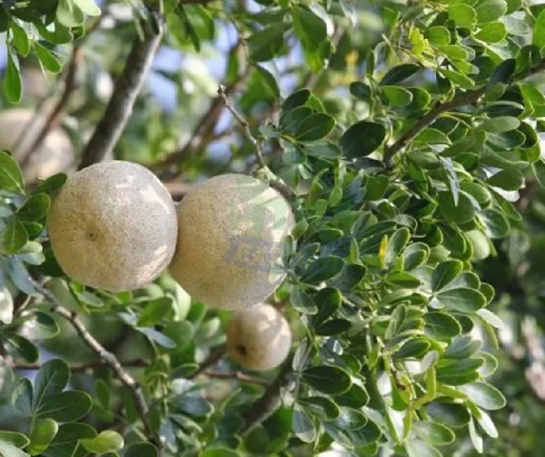 Indian_Super_Testy_Hybrid_Wood_Apple_Fruit_Live_Plant