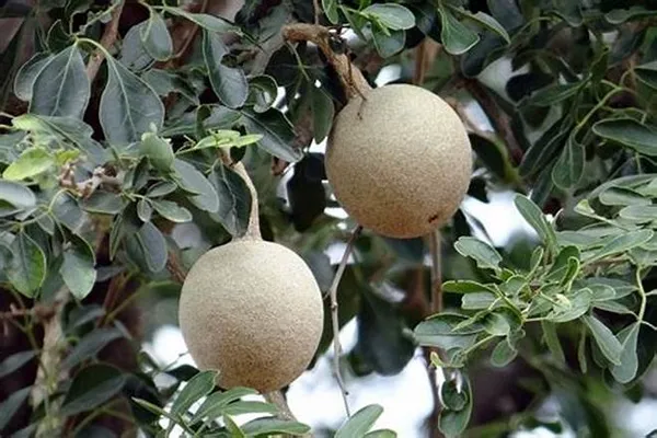 Indian_Super_Testy_Hybrid_Wood_Apple_Fruit_Live_Plant