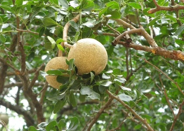 Indian_Super_Testy_Hybrid_Wood_Apple_Fruit_Live_Plant