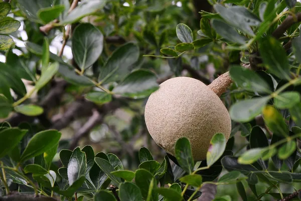 Indian_Super_Testy_Hybrid_Wood_Apple_Fruit_Live_Plant