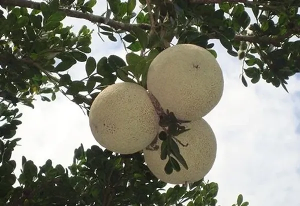 Indian_Super_Testy_Hybrid_Wood_Apple_Fruit_Live_Plant
