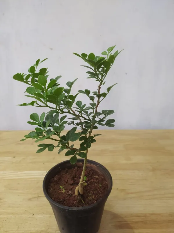 Indian_Super_Testy_Hybrid_Wood_Apple_Fruit_Live_Plant