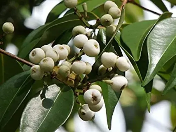 California_Catseye_Berry_Fruit_Plant_Hybrid,