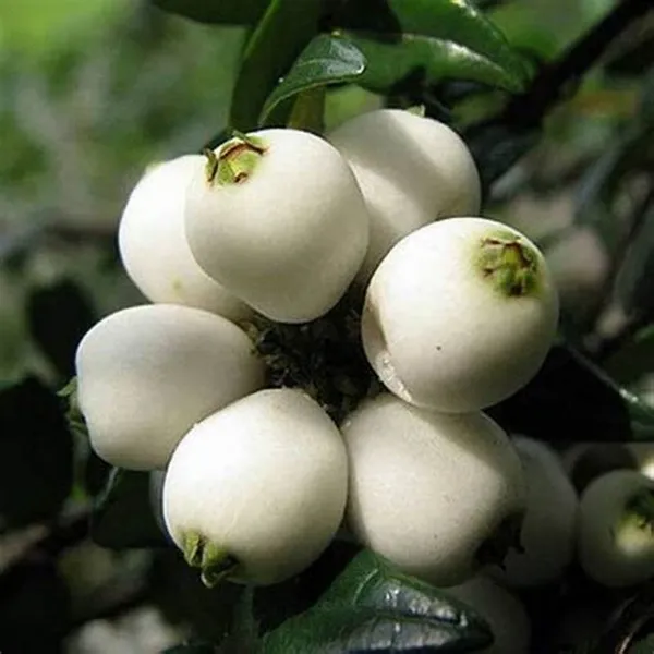 California_Catseye_Berry_Fruit_Plant_Hybrid,