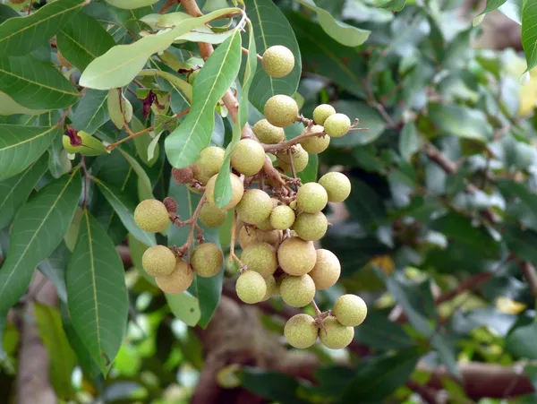 California_Catseye_Berry_Fruit_Plant_Hybrid,