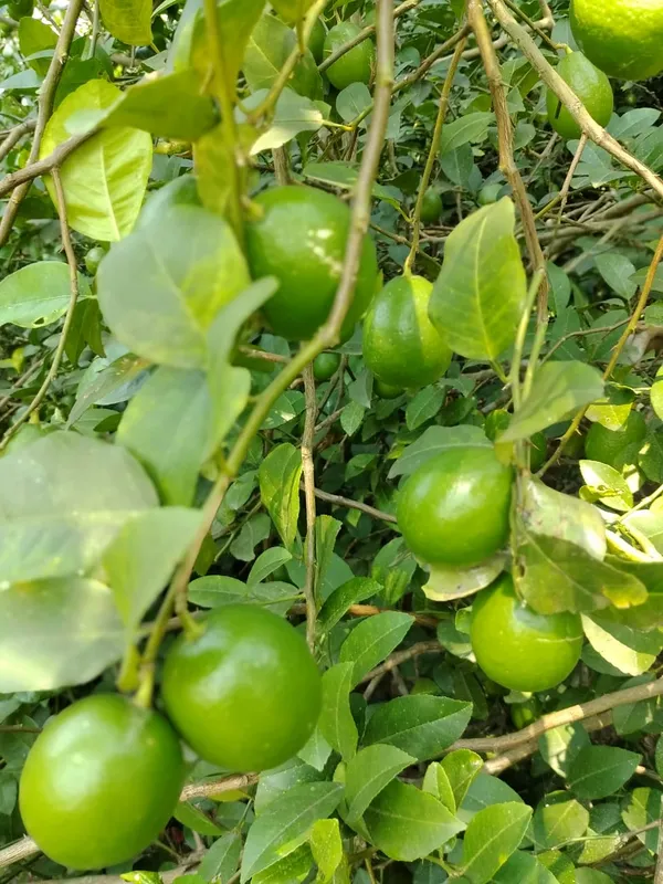 All_Time_Kagaji_Lemon_Hybrid_Plant_Grafted